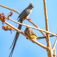 White-backed Mousebird